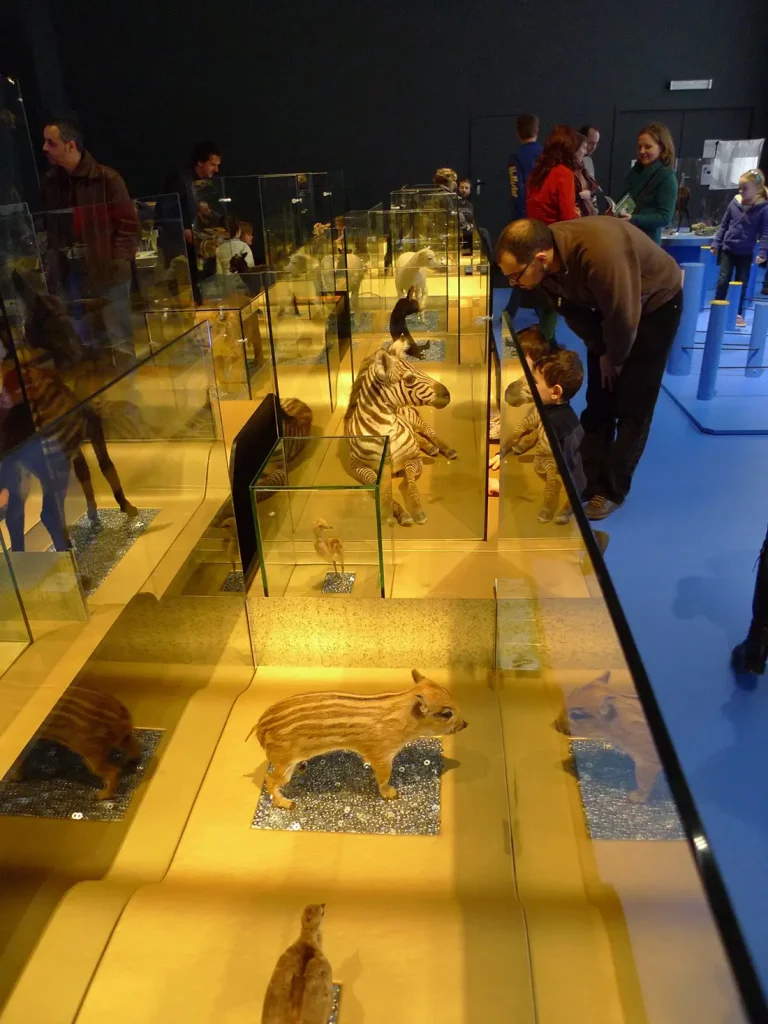 seeksense scénographie muséum histoire naturelle bruxelles exposition animaux
